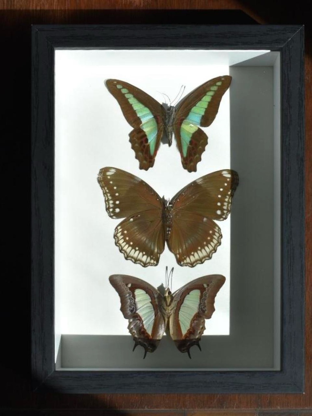 Framed butterfly specimens